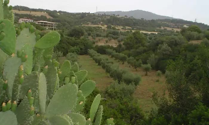 Rexer-Cerchiara-di-Calabria-Cerchiar-di-calabria-casolare-con-terreno-ulivetato-vendo-GIARDINO