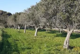 Rexer-Trapani-Uliveto-con-rustico-in-Strada-Solfarello-Trapani-Terrazzo