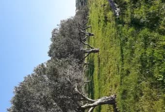 Rexer-Trapani-Uliveto-con-rustico-in-Strada-Solfarello-Trapani-Terrazzo