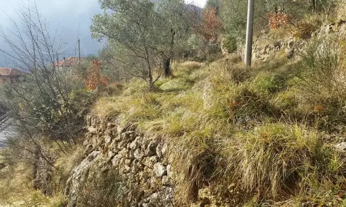 Rexer-Balestrino-Uliveto-sulle-alture-vista-mare-Terrazzo