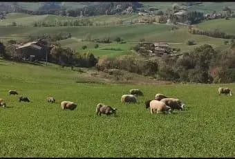 Rexer-Pellegrino-Parmense-Vendesi-Azienda-agricola-in-Localit-Vigoleni-Pellegrino-Parmense-Terrazzo