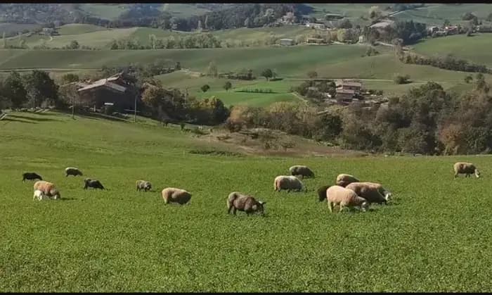 Rexer-Pellegrino-Parmense-Vendesi-Azienda-agricola-in-Localit-Vigoleni-Pellegrino-Parmense-Terrazzo