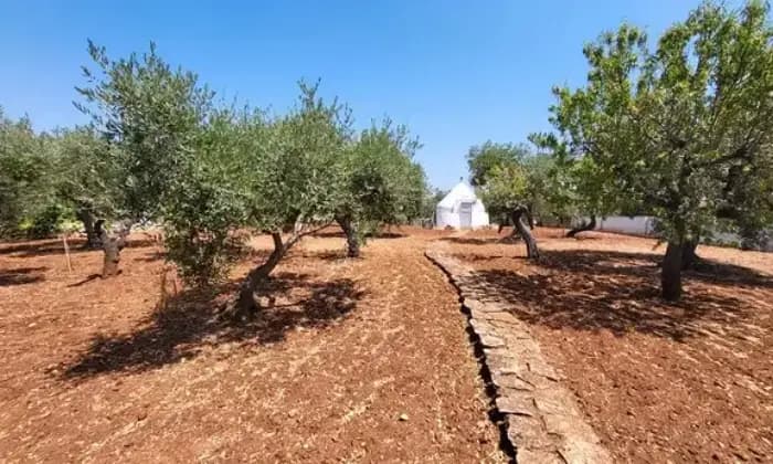 Rexer-Putignano-Abitazione-Trullo-su-Terreno-con-Ulivi-e-Mandorli-Terrazzo