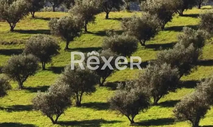 Rexer-Otranto-Oliveto-Edificabile-a-minuti-da-Otranto-LEGiardino