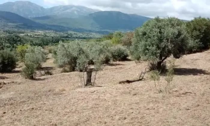 Rexer-Guspini-Casa-con-terreno-oliveto-in-vendita-ALTRO