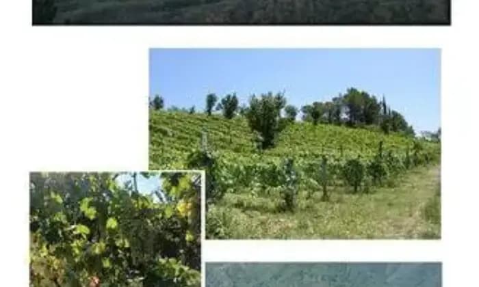 Rexer-Roccafluvione-Vendesi-Azienda-agricola-montana-a-Roccafluvione-AP-ALTRO