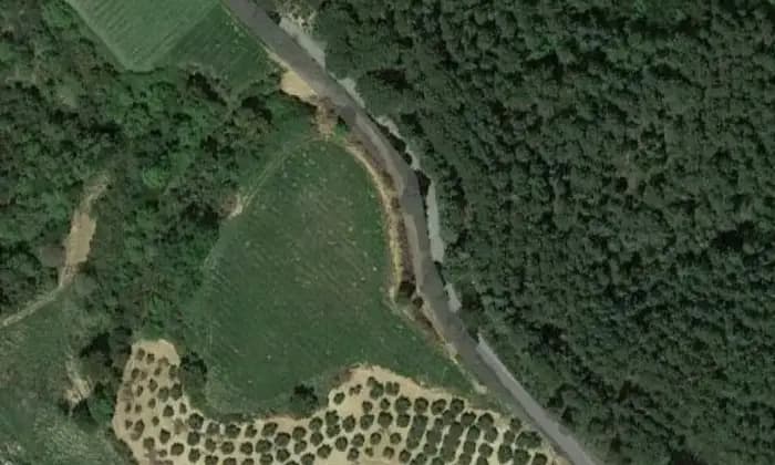 Rexer-Bisignano-Vigneto-Uliveto-in-agro-di-Bisignano-con-casetta-Altro